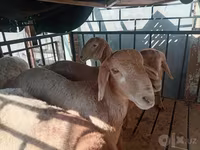 የጎትት አውራ በግ, Arashan sheep — ፎቶ 3