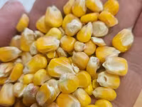 Арпа, бидай, жүгері". — снимка 3