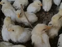 Chickens — foto 1
