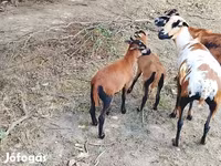 Beran, Cameroon sheep — foto 4
