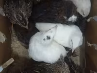 Quails — foto 1