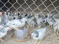 Chickens — foto 3