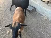 Kambing betina, Nigerian dwarf goats — foto 1