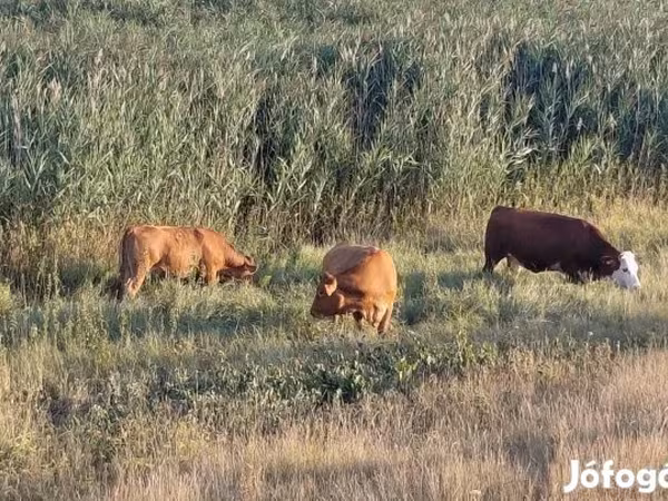 Kuh, Simmental cattle