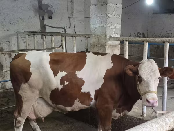 Ταύρος, Simmental cattle