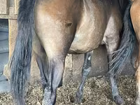 Kobila, Horse breed — fotografija 1