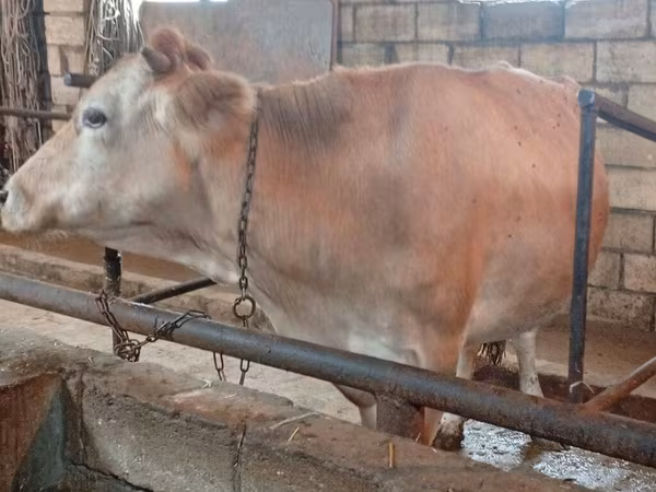 암소, Simmental cattle
