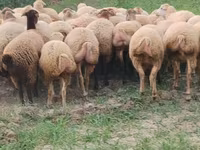 میش, گوسفند — عکس 2