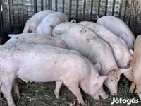 Eber, Schweine — Foto 2