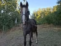 公马, Horses — 照片 2
