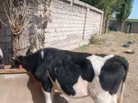 Krowa, Russian Black pied cattle — zdjęcie 3
