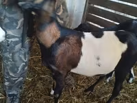 Ямаа, Nubian Goat — 5 зураг
