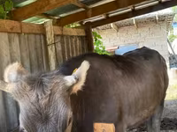 گاو ماده, Swiss cattle — عکس 3
