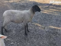 பெண் ஆடு, Tsigai sheep — புகைப்படம் 3