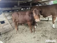 Stier, Limousin koe — foto 5