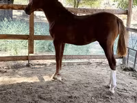 ፈረስ, Horses — ፎቶ 4
