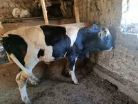 Bò đực, Giống Holstein — ảnh 2