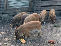 Boar, Вьетнамская вислобрюхая — photo 1