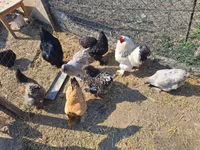 Chickens — फ़ोटो 5