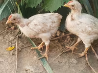 Chickens — 2. fotó