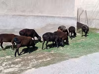 میش, گوسفند — عکس 4