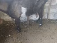 Ешкі, Ешкілер — 1-сурет