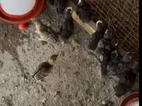 Chickens — عکس 2