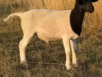 Widder, Dorper sheep — Foto 3