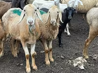 میش, Arashan sheep — عکس 2