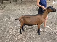 Koza, Alpine goat — fotografija 2