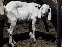 숫염소, Saanen goat — 사진 2