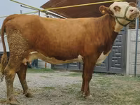 Kuh, Simmental cattle — Foto 7