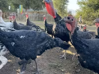 Turkeys — foto 2