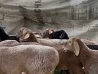 Ovce, Arashan sheep — foto 2