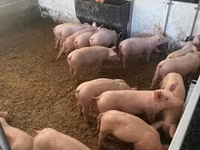 หมูป่าตัวผู้, Крупная белая — รูปภาพ 2