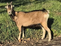 Koza, Alpine goat — foto 7