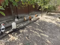 Chickens — foto 2