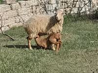Montone, Pecore — foto 1