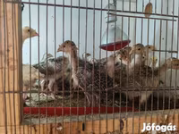 Turkeys — 照片 3