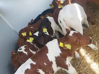 Tyre, Simmental cattle — foto 1