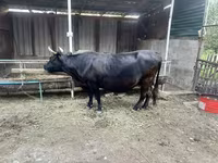 Krowa, Swiss cattle — zdjęcie 3