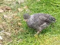 Chickens — 2-сурет