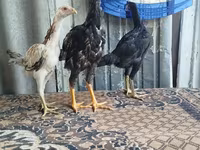 Chickens — 照片 1