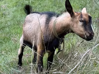 Buk, Nubian Goat — foto 2