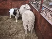 Kambing jantan, Goats — foto 3
