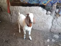 Kambing jantan, Boer goat — foto 2