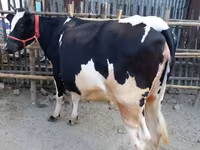 Bò cái, Bò nước — ảnh 1