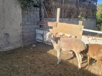 گوسفند (گروه، جنسیت مشخص نشده), Arashan sheep — عکس 1