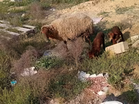 Pecora, Pecore — foto 1