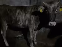 Sapi, Cattle — foto 2